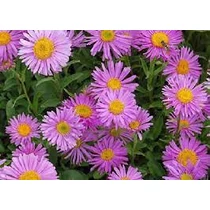 Aster alpinus 'Happy End' (Havasi őszirózsa)