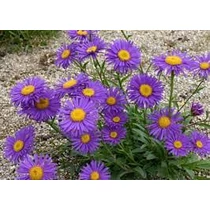 Aster alpinus 'Violet' (Havasi őszirózsa)