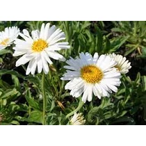 Aster alpinus 'White' (Havasi őszirózsa)