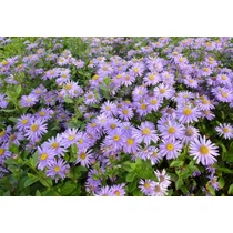 Aster × frikartii 'Jungfrau' (Őszirózsa)