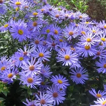 Aster × frikartii 'Mönch' (Őszirózsa)
