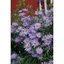 Aster × frikartii 'Wunder von Stäfa' (Őszirózsa)