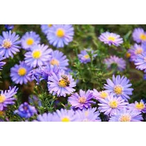 Aster thomsonii 'Nana' (Őszirózsa)