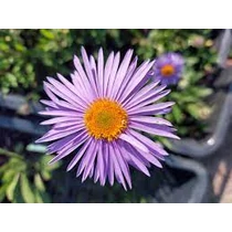 Aster tongolensis 'Napsbury' (Korai őszirózsa)