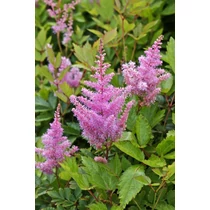 Astilbe × arendsii 'Anita Pfeifer' (Kerti tollbuga) 