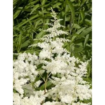 Astilbe × arendsii 'Brautschleier' (Kerti tollbuga)