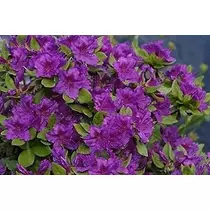 Azalea japonica 'Geisha Purple'