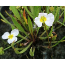 Baldelia ranunculoides - Bogláros kishídőr - Kerti tavi növény
