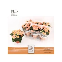 Begonia DU HAILEY SUNSET