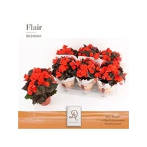 Begonia DU MOCCA ORANGE