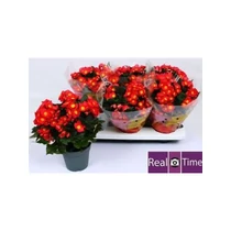 Begonia EN VALENTIN PINK