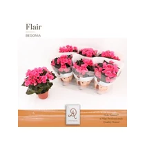 Begonia HL ADONIA PINK