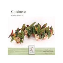 Begonia MACULATA SPOTLIGHT DARK