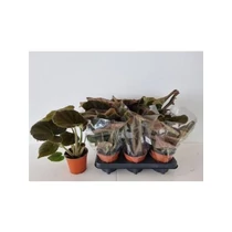 Begonia MASONIANA BRONZ