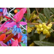 Berberis julianae - Júlia borbolya