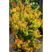 Berberis thunbergii 'Orange Torch' - 