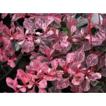 Berberis thunbergii 'Pink Perfection' - 
