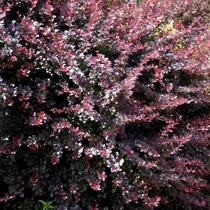 Berberis x ottawensis 'Silver Miles' - Tarka levelű borbolya