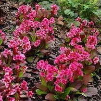 Bergenia cordifolia 'Flirt' (Vaskoslevelű bőrlevél)