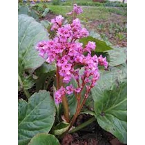Bergenia cordifolia 'Rose' (Vaskoslevelű bőrlevél)