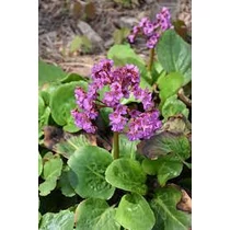 Bergenia cordifolia 'Winterglut' (Vaskoslevelű bőrlevél)