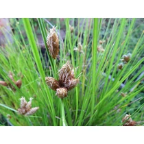 Bolboschoenus maritimus