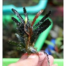 Bucephalandra alamanda v3 dark akváriumi növény