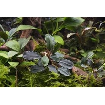 Bucephalandra lalina akváriumi növény