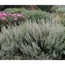 Calamintha nepeta 'Triumphator' (Mirigyes pereszlény)