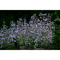 Calamintha nepeta 'Blue Cloud' (Mirigyes pereszlény)