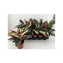 Calathea TRIOSTAR