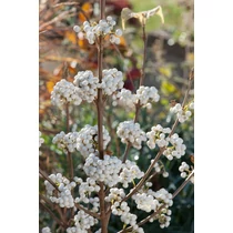 Callicarpa bodinieri 'Magical Snowstar'® - 