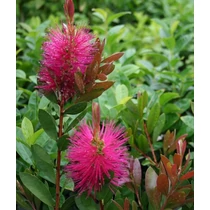 Callistemon viminalis 'Hot Pink' - 