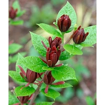 Calycanthus floridus