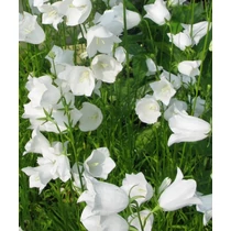 Campanula carpatica 'Jenny' (Kárpáti harangvirág)