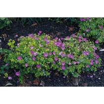 Campanula carpatica 'Karl Foerster' (Kárpáti harangvirág)