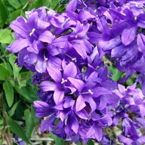 Campanula glomerata 'Joan Elliott' (Csomós harangvirág)