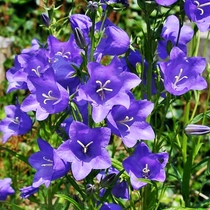 Campanula persicifolia 'Earlion Blue' (Baracklevelű harangvirág)