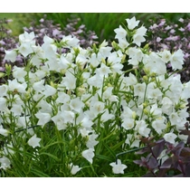 Campanula persicifolia 'White' (Baracklevelű harangvirág) 