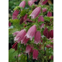 Campanula punctata 'Cherry Bells' (Pettyegetett harangvirág)