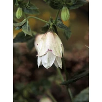 Campanula punctata 'Wedding Bells' (Pettyegetett harangvirág)
