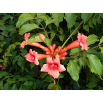 Campsis radicans - 