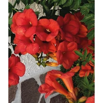 Campsis radicans 'Flamenco' - Vörös virágú trombitafolyondár