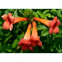 Campsis radicans Orange Storm