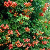 Campsis radicans Pink Storm