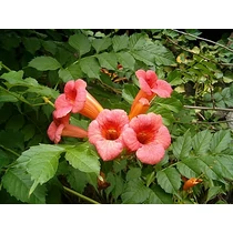 Campsis radicans 'Stromboli' - Narancspiros virágú trombitafolyondár