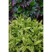 Carex siderosticha 'Island Brockade' (Sás)