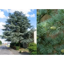 Cedrus atlantica 'Glauca' - Kék atlasz cédrus