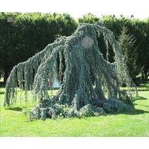 Cedrus atlantica 'Glauca Pendula' - Kék, csüngő atlaszcédrus