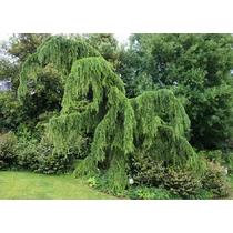 Cedrus deodara 'Pendula' - Csüngő himalájai cédrus